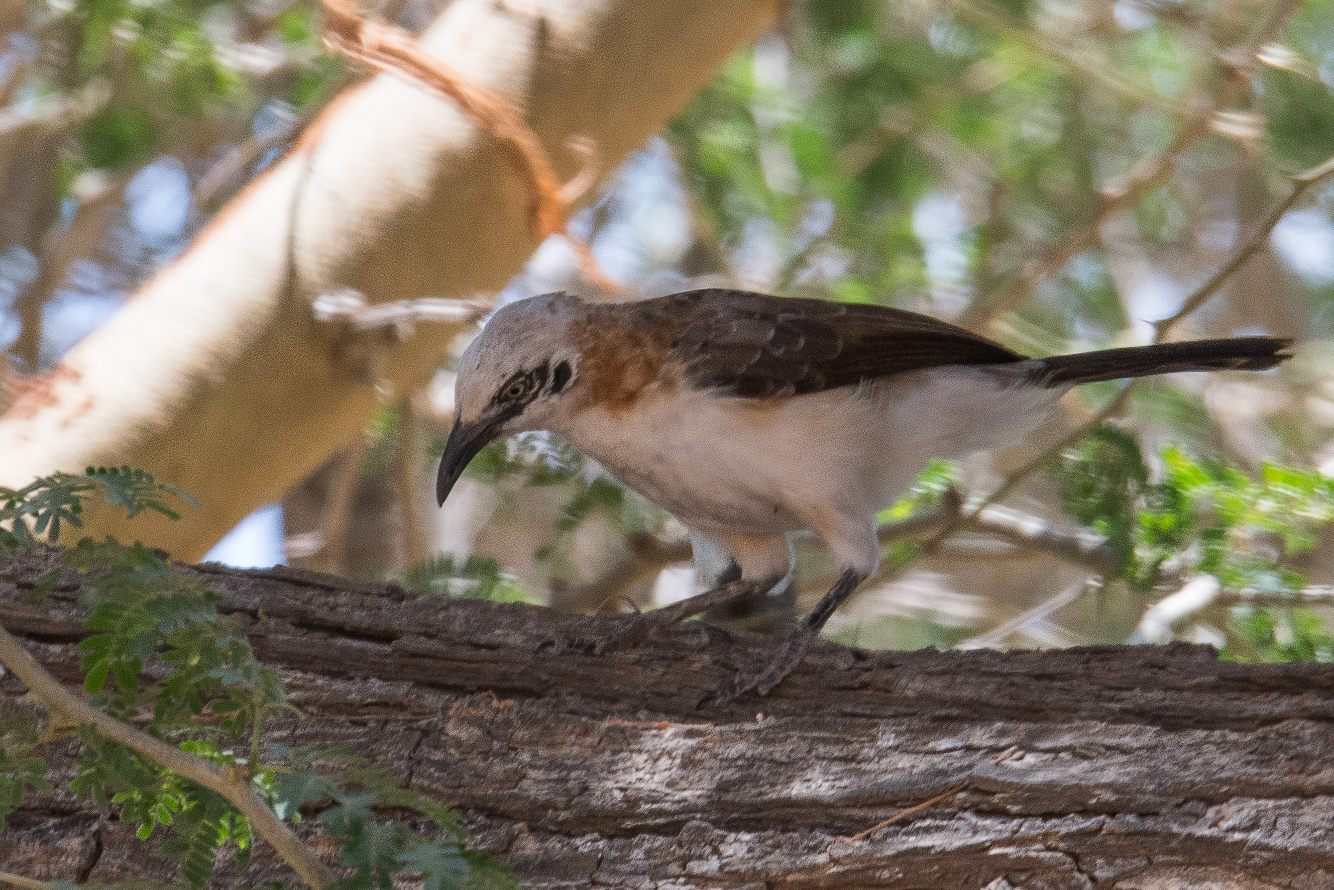 Cratérope à joues nues (Bare-cheeked babbler, Turdoides gymnogenys), Vallée de l'Hoanib, Kaokoland, Namibie.